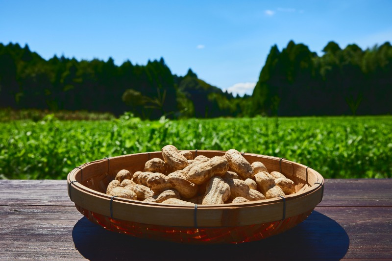 生落花生「匠実」