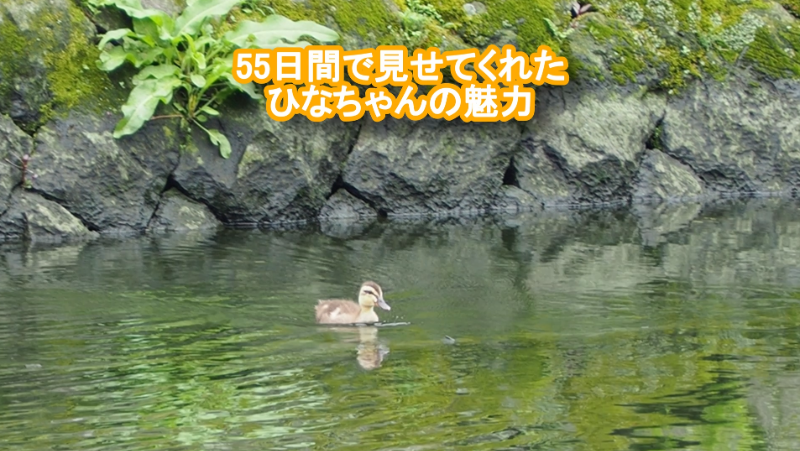 55日間で見せてくれたひなちゃんの魅力