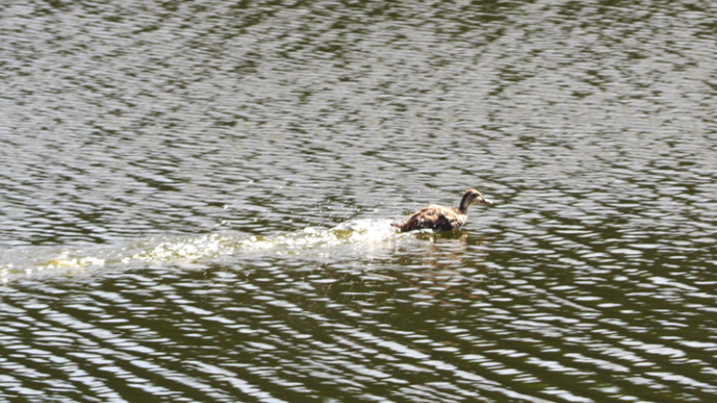 高速水上ダッシュで体を鍛える