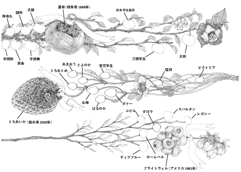 誰も見たことのない、1億4000万年の進化を一枚の絵に。 「くだもの進化アートマップ」制作プロジェクト