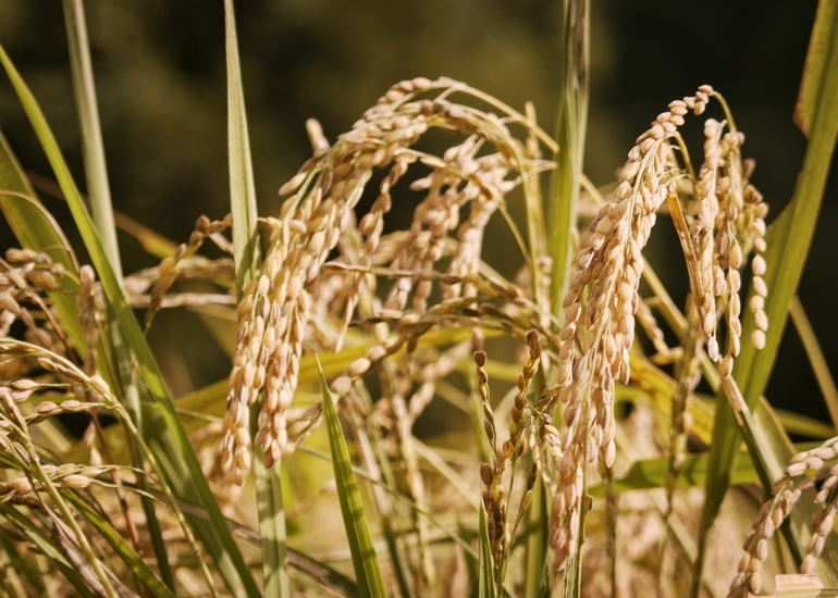 なぜ？お米の価格高騰：農と食の民主主義をめざすドキュメンタリー映像の制作
