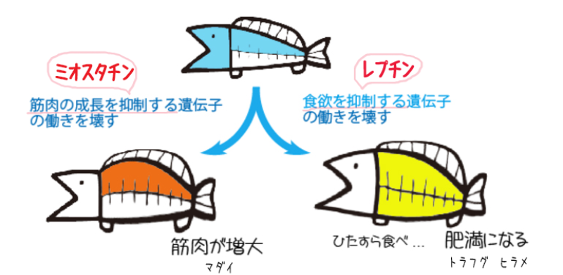 ゲノム編集魚のイラスト