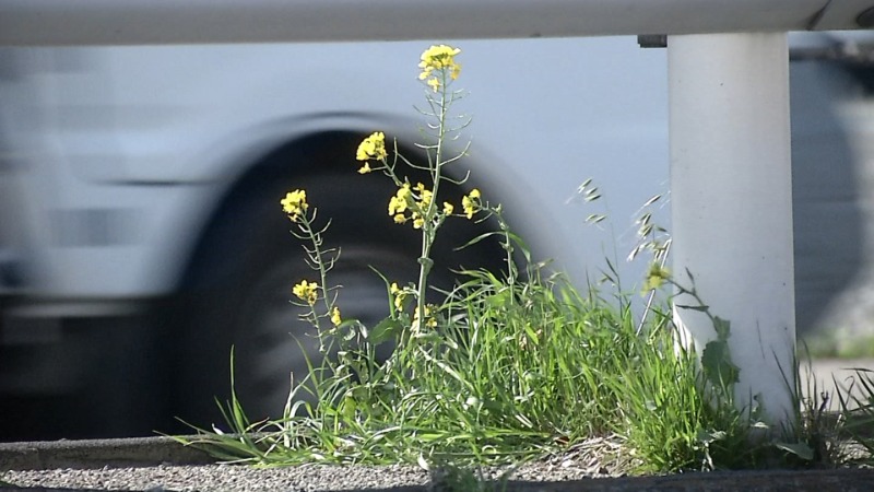 道路わきのなの花